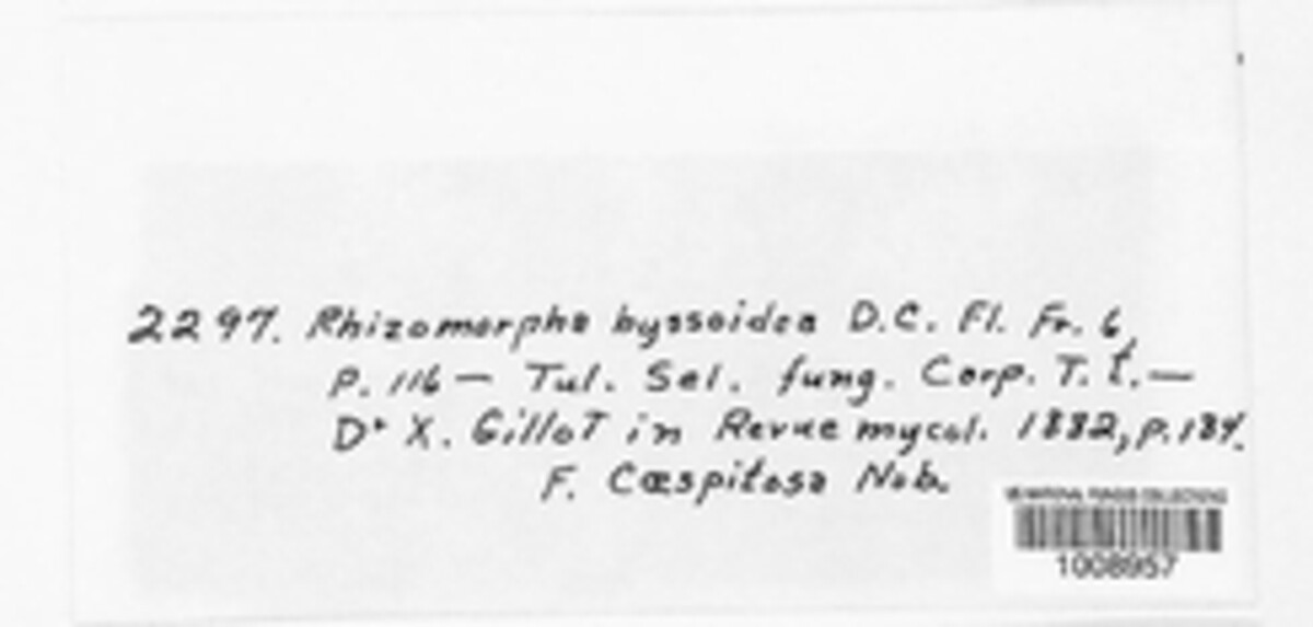 Rhizomorpha byssoidea image